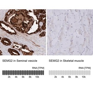 Merck Anti-SEMG2 antibody produced in rabbit