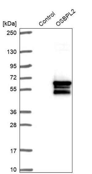 Merck Anti-OSBPL2 antibody produced in rabbit