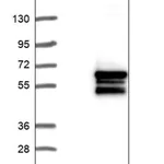 Merck Anti-OSBPL2 antibody produced in rabbit