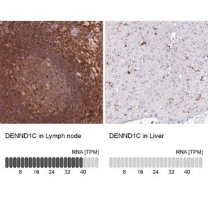 Merck Anti-DENND1C antibody produced in rabbit