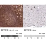 Merck Anti-DENND1C antibody produced in rabbit