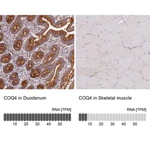 Merck Anti-COQ4 antibody produced in rabbit