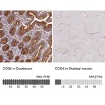 Merck Anti-COQ4 antibody produced in rabbit