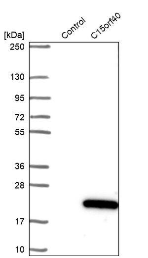 Merck Anti-C15orf40 antibody produced in rabbit