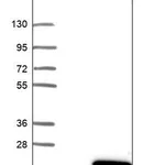 Merck Anti-C15orf40 antibody produced in rabbit