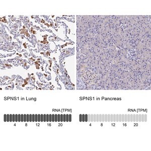 Merck Anti-SPNS1 antibody produced in rabbit