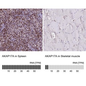 Merck Anti-AKAP17A antibody produced in rabbit
