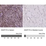 Merck Anti-AKAP17A antibody produced in rabbit