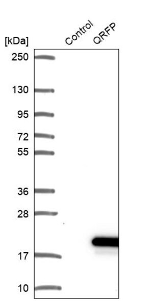 Merck Anti-QRFP antibody produced in rabbit