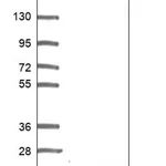 Merck Anti-QRFP antibody produced in rabbit