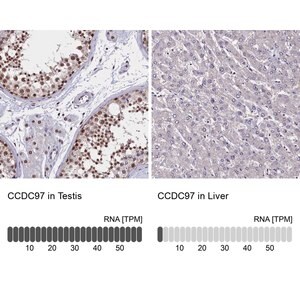 Merck Anti-CCDC97 antibody produced in rabbit