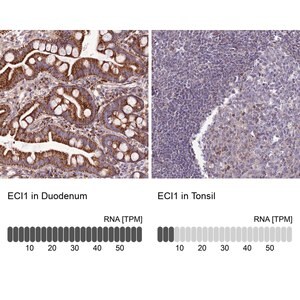 Merck Anti-ECI1 antibody produced in rabbit