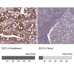 Merck Anti-ECI1 antibody produced in rabbit