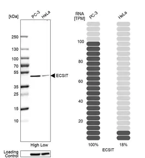 Merck Anti-ECSIT antibody produced in rabbit