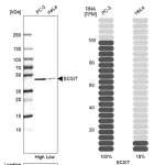 Merck Anti-ECSIT antibody produced in rabbit