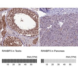 Merck Anti-RANBP3 antibody produced in rabbit