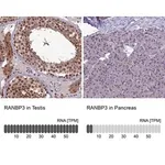 Merck Anti-RANBP3 antibody produced in rabbit