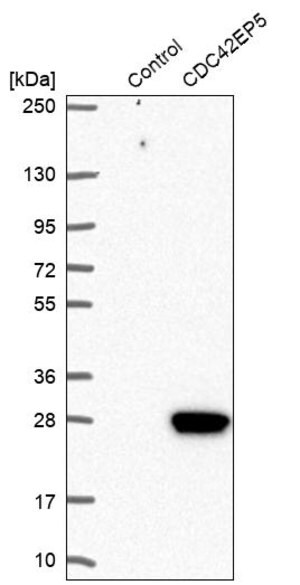 Merck Anti-CDC42EP5 antibody produced in rabbit