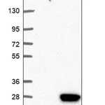 Merck Anti-CDC42EP5 antibody produced in rabbit