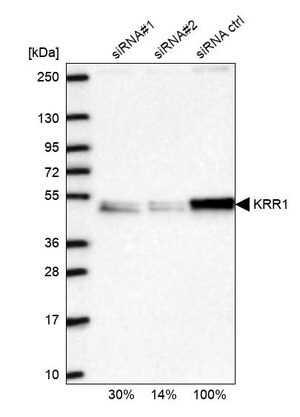 Merck Anti-KRR1 antibody produced in rabbit