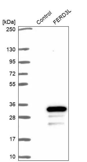 Merck Anti-FERD3L antibody produced in rabbit