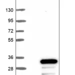 Merck Anti-FERD3L antibody produced in rabbit