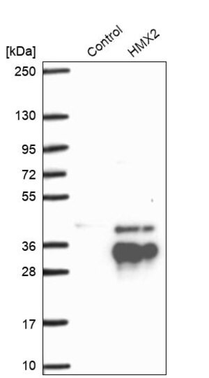 Merck Anti-HMX2 antibody produced in rabbit