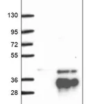 Merck Anti-HMX2 antibody produced in rabbit