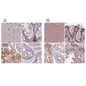 Merck Anti-DUS2 antibody produced in rabbit