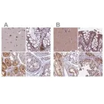 Merck Anti-DUS2 antibody produced in rabbit