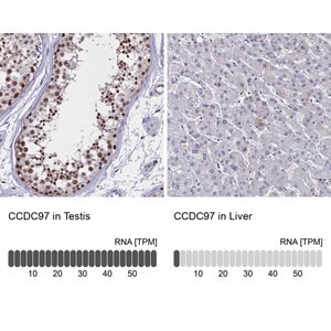 Merck Anti-CCDC97 antibody produced in rabbit