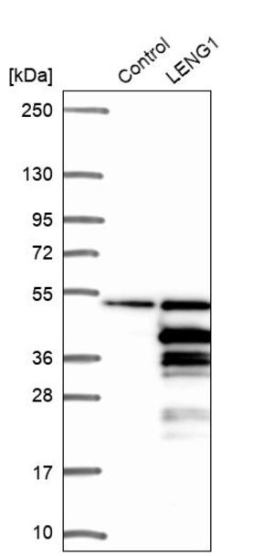 Merck Anti-LENG1 antibody produced in rabbit