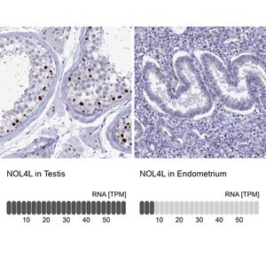 Merck Anti-NOL4L antibody produced in rabbit