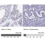 Merck Anti-NOL4L antibody produced in rabbit