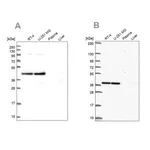 Merck Anti-CCDC94 antibody produced in rabbit