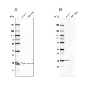 Merck Anti-COX20 antibody produced in rabbit