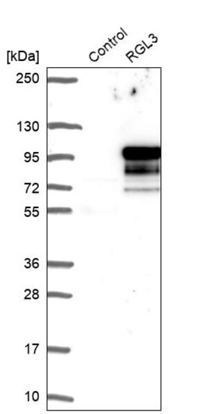 Merck Anti-RGL3 antibody produced in rabbit