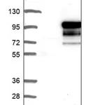 Merck Anti-RGL3 antibody produced in rabbit
