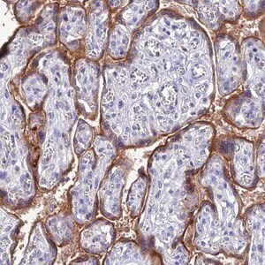 Merck Anti-FGF7 antibody produced in rabbit