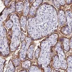 Merck Anti-FGF7 antibody produced in rabbit