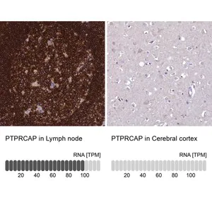 Merck Anti-PTPRCAP antibody produced in rabbit