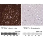 Merck Anti-PTPRCAP antibody produced in rabbit