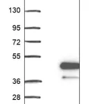 Merck Anti-KRT222 antibody produced in rabbit