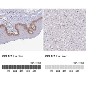 Merck Anti-COL17A1 antibody produced in rabbit