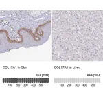 Merck Anti-COL17A1 antibody produced in rabbit