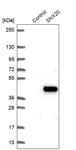 Merck Anti-SNX20 antibody produced in rabbit