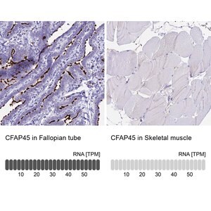 Merck Anti-CFAP45 antibody produced in rabbit