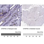 Merck Anti-CFAP45 antibody produced in rabbit