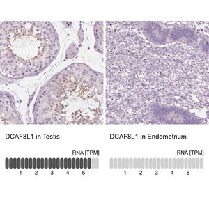 Merck Anti-DCAF8L1 antibody produced in rabbit