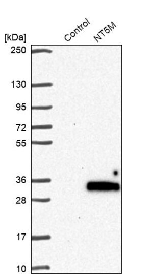 Merck Anti-NT5M antibody produced in rabbit